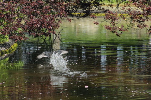 Parc Ballanger - Aulnay sous Bois - Département 93 - Avril 2021