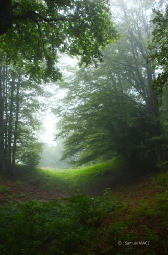 Sud de la Forêt Noire - Allemagne - Juillet 2023