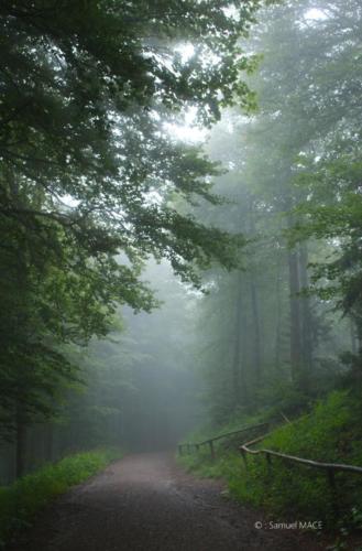 Sud de la Forêt Noire - Allemagne - Juillet 2023