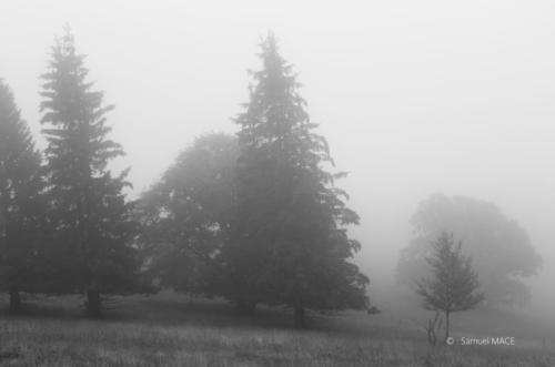 Sud de la Forêt Noire - Allemagne - Juillet 2023