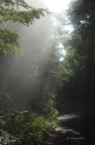 Sud de la Forêt Noire - Allemagne - Juillet 2023