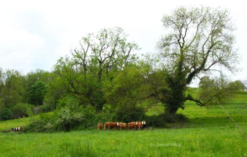 Pérouges - Ain - Avril 2024