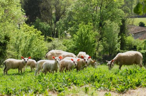 Pérouges - Ain - Avril 2024