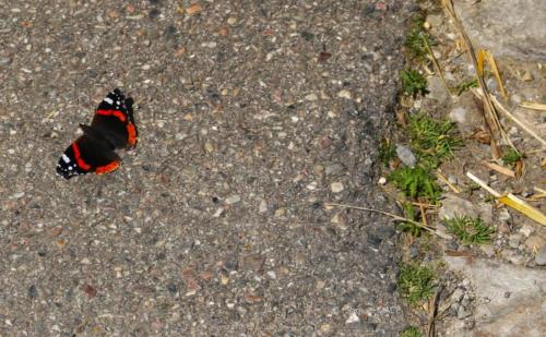 Pérouges - Ain - Avril 2024