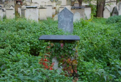 Cracovie (Château) - Pologne - Novembre 2023