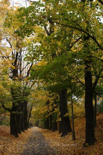 Cracovie (Tertre) - Pologne - Novembre 2023