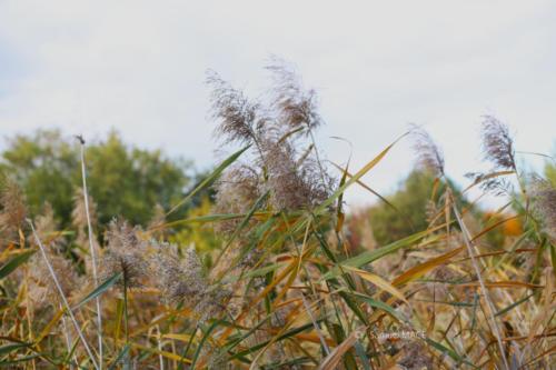 Canal Ourcq - Sevran (93) - Octobre 2025