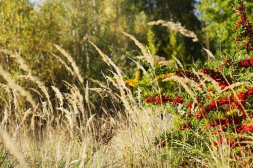 Canal Ourcq - Sevran (93) - Octobre 2025