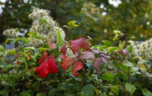 Canal Ourcq - Sevran (93) - Octobre 2025