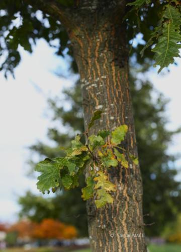 Canal Ourcq - Sevran (93) - Octobre 2025