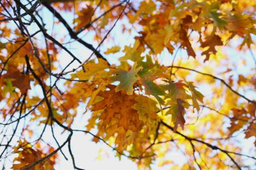 Canal Ourcq - Sevran (93) - Octobre 2025