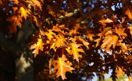 Canal Ourcq - Sevran (93) - Octobre 2025