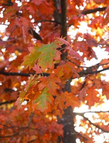 Canal Ourcq - Sevran (93) - Octobre 2025
