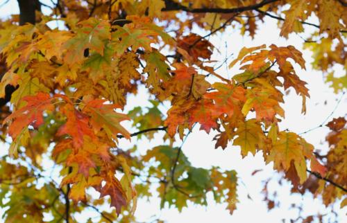 Canal Ourcq - Sevran (93) - Octobre 2025