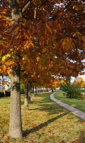 Canal Ourcq - Sevran (93) - Octobre 2025