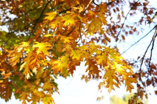 Canal Ourcq - Sevran (93) - Octobre 2025