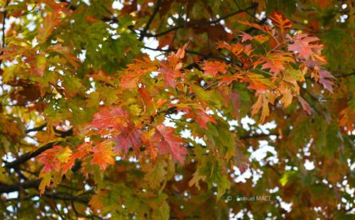 Canal Ourcq - Sevran (93) - Octobre 2025