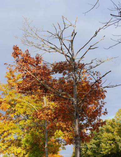 Canal Ourcq - Sevran (93) - Octobre 2025