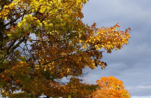 Canal Ourcq - Sevran (93) - Octobre 2025