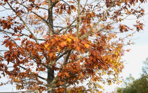 Canal Ourcq - Sevran (93) - Octobre 2025