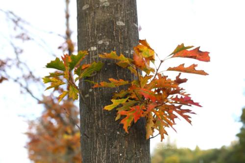 Canal Ourcq - Sevran (93) - Octobre 2025