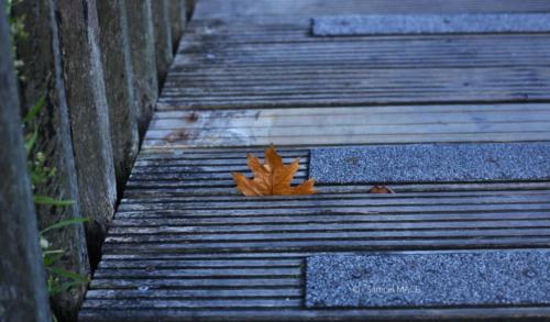 Canal Ourcq - Sevran (93) - Octobre 2025