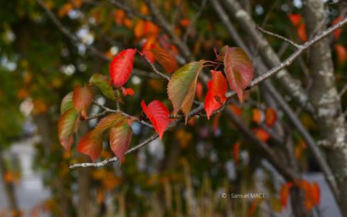 Canal Ourcq - Sevran (93) - Octobre 2025
