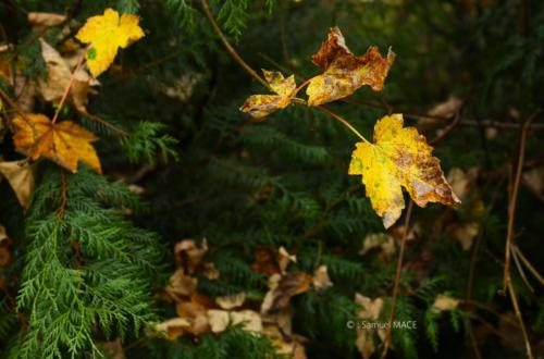 Parc de la Poudrerie - Livry Gargan (93) - Novembre 2025