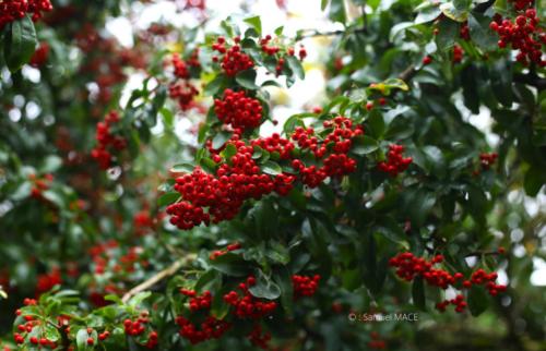 Parc de la Poudrerie - Livry Gargan (93) - Novembre 2025