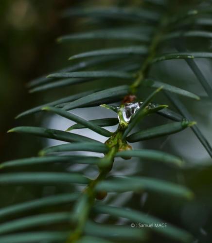 Parc de la Poudrerie - Livry Gargan (93) - Novembre 2025