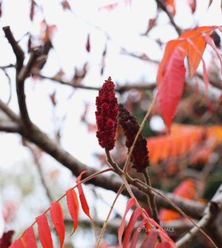 Parc de la Poudrerie - Livry Gargan (93) - Novembre 2025
