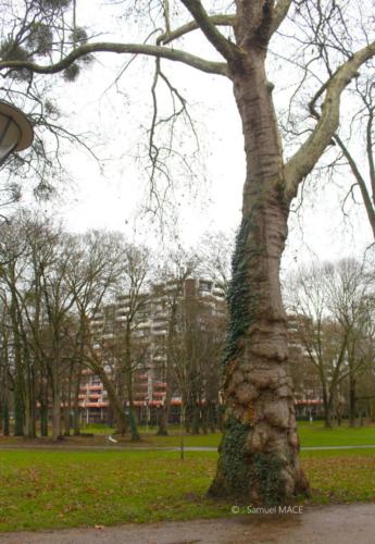 Centre ville - Sevran (93) - Decembre 2025