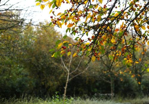 Parc de la Poudrerie - Livry Gargan (93) - Novembre 2025