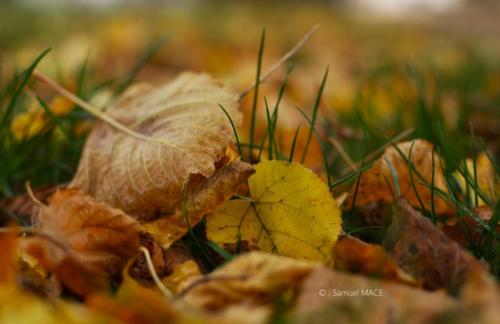 Parc de la Poudrerie - Livry Gargan (93) - Novembre 2025