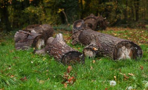 Parc de la Poudrerie - Livry Gargan (93) - Novembre 2025