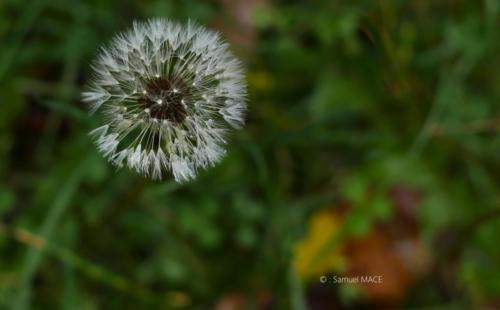 Parc de la Poudrerie - Livry Gargan (93) - Novembre 2025