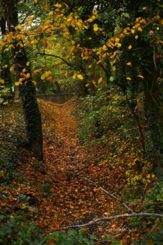 Parc de la Poudrerie - Livry Gargan (93) - Novembre 2025