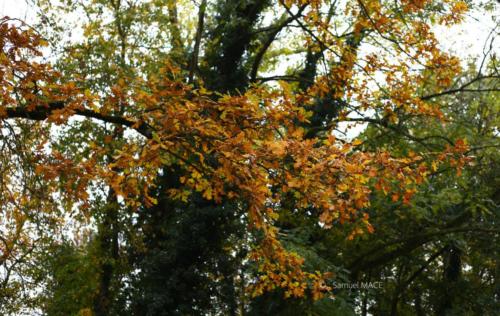 Parc de la Poudrerie - Livry Gargan (93) - Novembre 2025