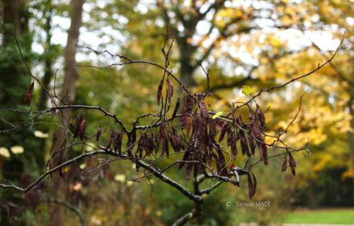 Parc de la Poudrerie - Livry Gargan (93) - Novembre 2025