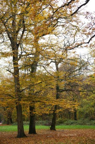 Parc de la Poudrerie - Livry Gargan (93) - Novembre 2025