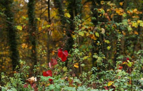 Parc de la Poudrerie - Livry Gargan (93) - Novembre 2025