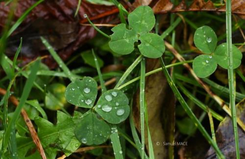 Parc de la Poudrerie - Livry Gargan (93) - Novembre 2025