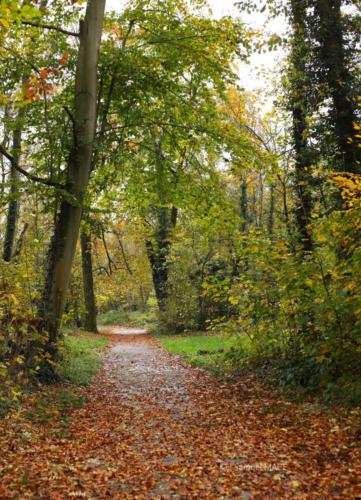 Parc de la Poudrerie - Livry Gargan (93) - Novembre 2025