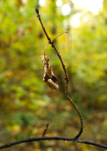 Parc de la Poudrerie - Livry Gargan (93) - Novembre 2025