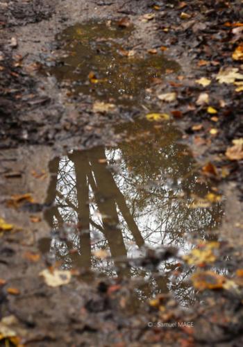 Parc de la Poudrerie - Livry Gargan (93) - Novembre 2025