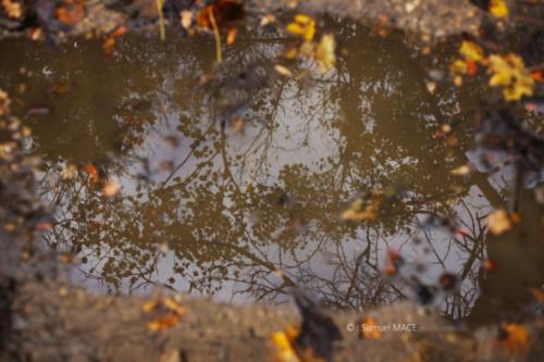 Parc de la Poudrerie - Livry Gargan (93) - Novembre 2025