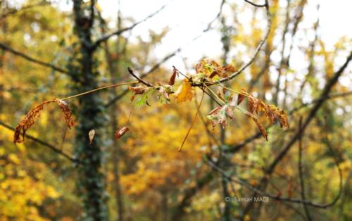 Parc de la Poudrerie - Livry Gargan (93) - Novembre 2025