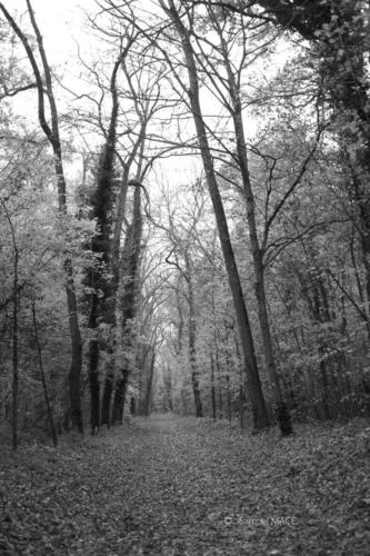 Parc de la Poudrerie - Livry Gargan (93) - Novembre 2025