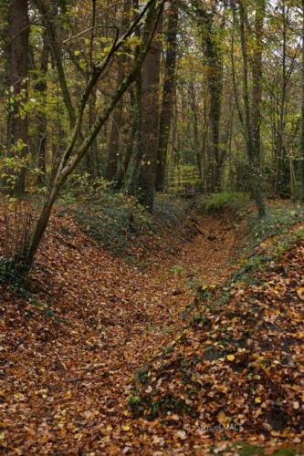 Parc de la Poudrerie - Livry Gargan (93) - Novembre 2025