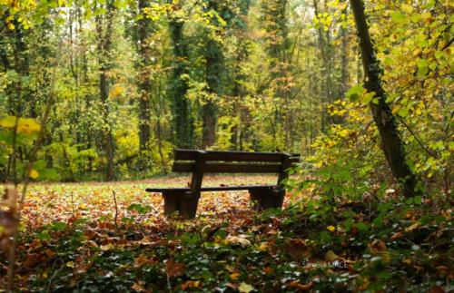 Parc de la Poudrerie - Livry Gargan (93) - Novembre 2025